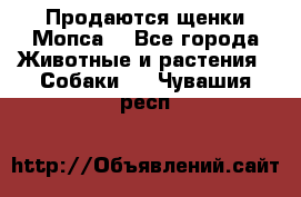 Продаются щенки Мопса. - Все города Животные и растения » Собаки   . Чувашия респ.